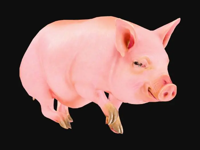 3D model for realistic pig