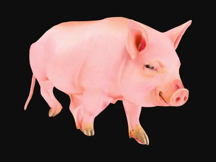 3D model for realistic pig