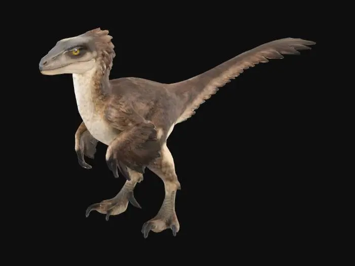 3D model for Velociraptor (feathered)