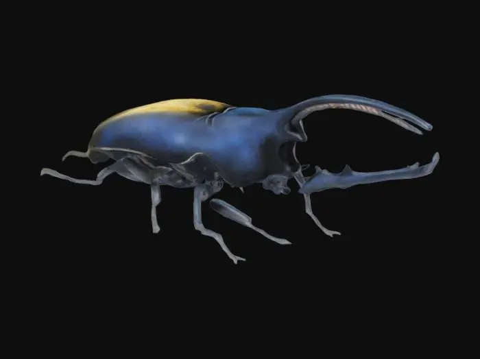 3D model for Hercules Beetle 