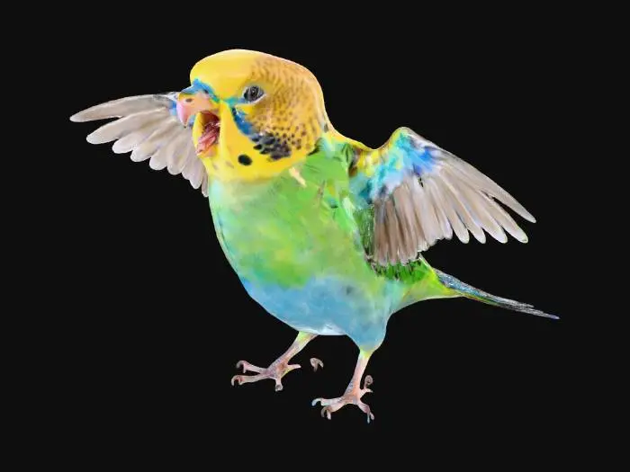 3D model for A hyper-realistic, anatomically accurate 3D render of a budgerigar standing on a neutral surface with both wings fully extended. The bird’s beak is slightly open, showing detailed inner mouth anatomy such as tongue and moist textures. Feathers are individually defined with realistic layering, soft color gradients of green, turquoise, yellow, and white. Lighting is neutral, diffused studio light with soft shadows, pure white background for a scientific look. Rendered in ultra high resolution (8K) with PBR materials, realistic translucency, and lifelike reflections. --ar 1:1 --v 6 --q 2 --style raw --uplight