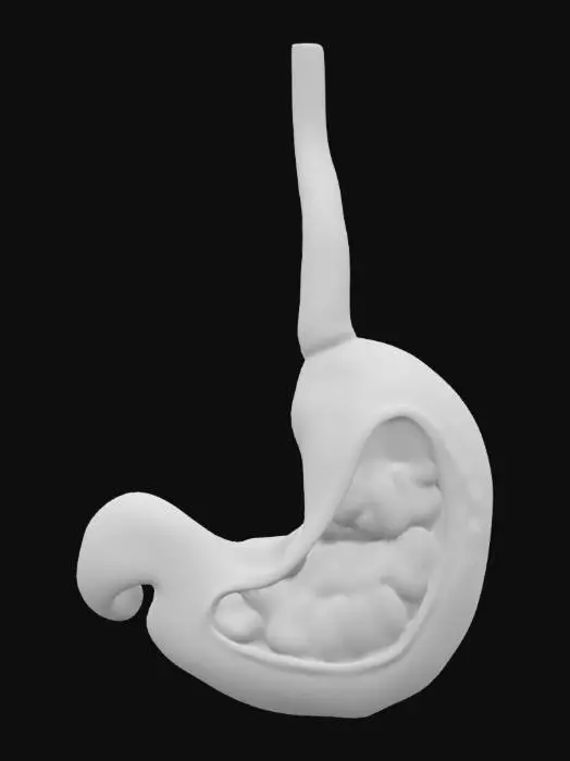 3D model for A game-ready human stomach with inner folds and external fat tissue

