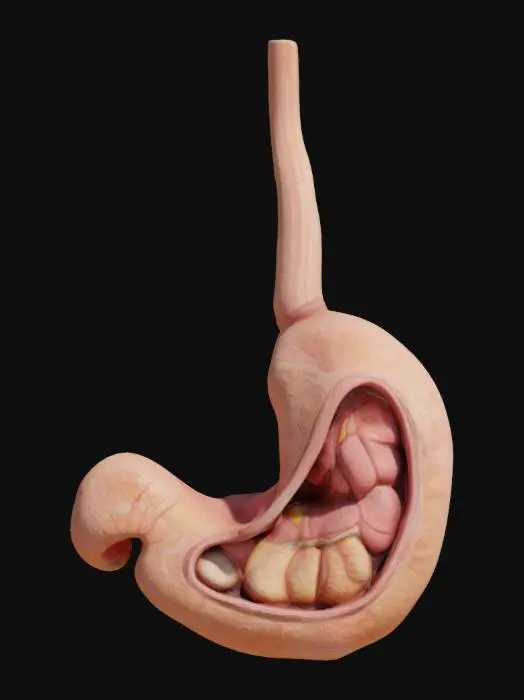 3D model for A game-ready human stomach with inner folds and external fat tissue

