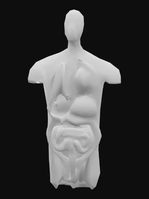 3D model for Highly detailed 3D models of human internal organs: heart, lungs, liver, stomach, kidneys, spleen, intestines. Realistic anatomy, clean geometry, medical accuracy, natural colors, suitable for AR/VR anatomy applications.