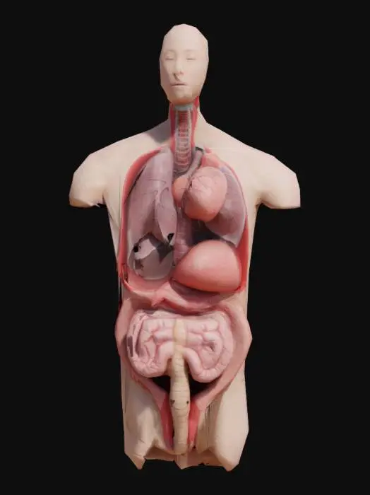 3D model for Highly detailed 3D models of human internal organs: heart, lungs, liver, stomach, kidneys, spleen, intestines. Realistic anatomy, clean geometry, medical accuracy, natural colors, suitable for AR/VR anatomy applications.