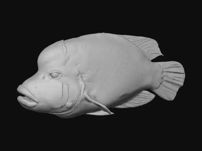 3D model for Colorful Reef Dweller
