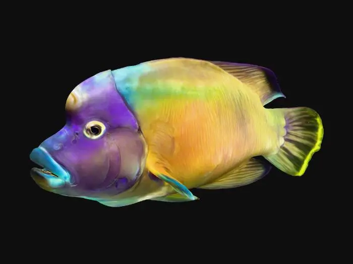 3D model for Colorful Reef Dweller
