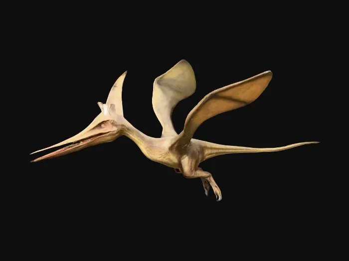 3D model for Pterodactyl