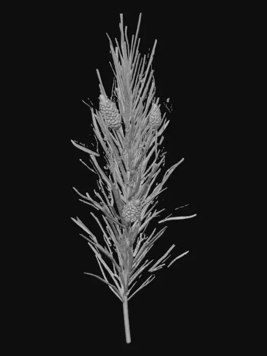 3D model for Pine Tree Branch Segment — cluster of pine needles with small cone attached.