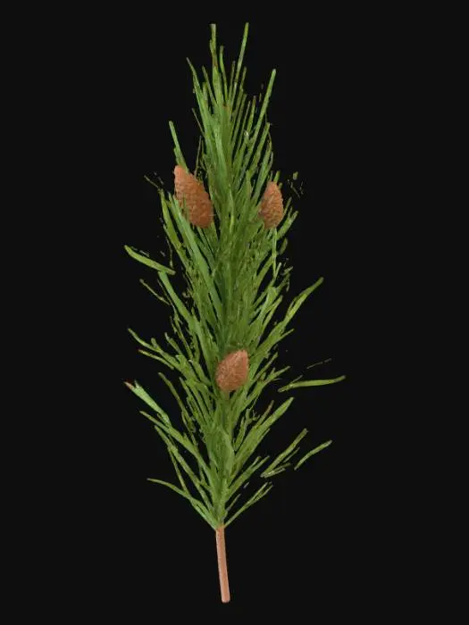 3D model for Pine Tree Branch Segment — cluster of pine needles with small cone attached.