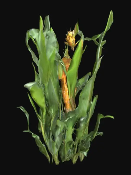 3D model for tall maze corn plant, high quality