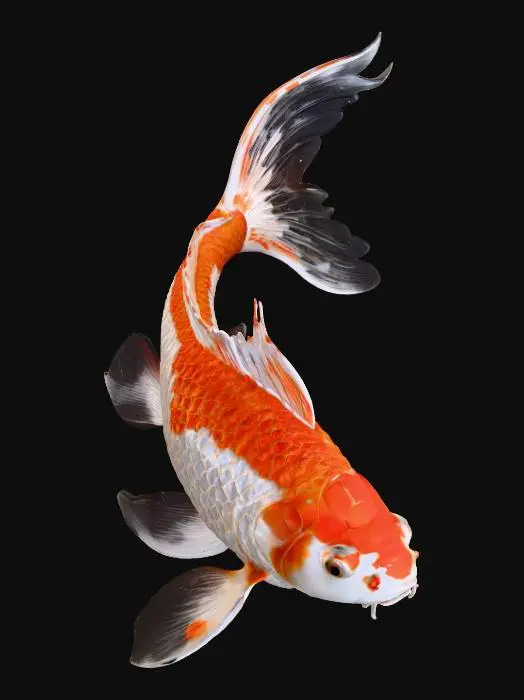 3D model for Graceful Koi