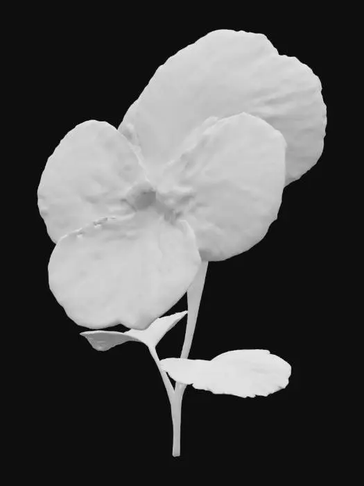 3D model for Pansy Bloom