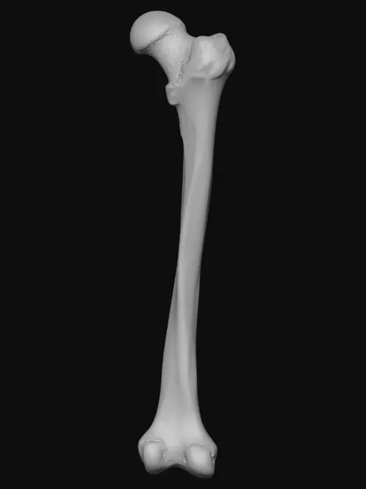3D model for Human femur