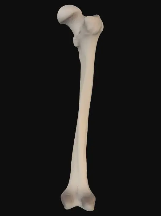 3D model for Human femur