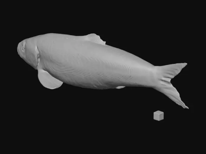3D model for sardine fish