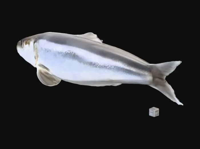 3D model for sardine fish