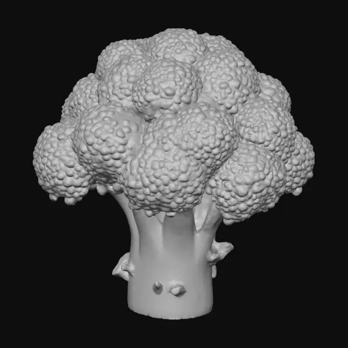 3D model for 一小块切开的西兰花,具有紧密的深绿色花球,表面呈颗粒状的粗糙纹理。其圆柱形茎部颜色较浅,外皮略显光滑。横切面清晰可见,展现出茎部内部淡绿色或白色、呈放射状或同心圆排列的纤维结构,以及花球内部更细小的颗粒状组织。整体形状不规则,边缘有新鲜切口的痕迹,质地坚实略带韧性。
