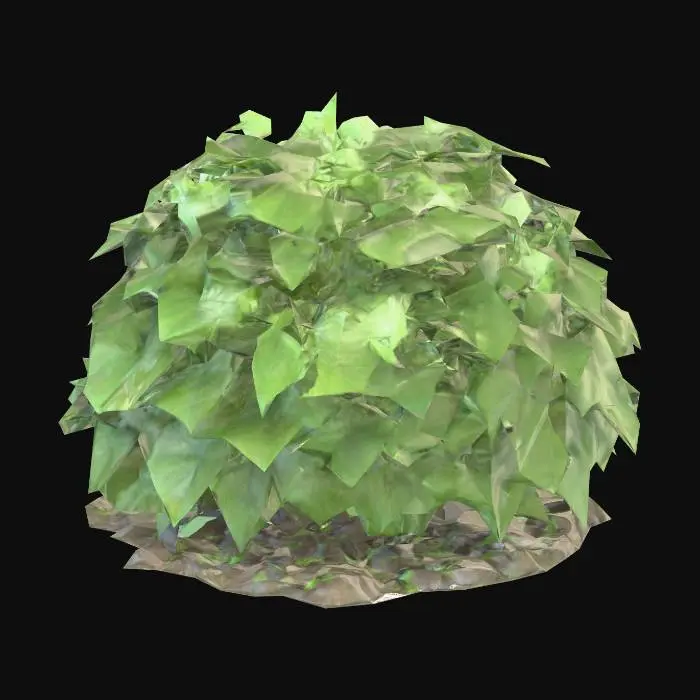 3D model for Create a highly detailed 3D model of a dense, dome-shaped shrub ivy about 1–1.5 m tall. The plant has many distinct, glossy dark-green leaves with pointed tips, wavy edges, and visible veins. Leaves overlap naturally, showing realistic variation in size and color from deep green to lighter new growth. Include clusters of small, pale green to greenish-white star-shaped flowers arranged in spherical umbels on thin stems above the foliage. Some flower buds should remain closed. The base shows a few woody stems blending into soil or mulch. Emphasize realistic texture, subtle translucency, and clear separation between leaves and flowers for natural depth and high botanical accuracy.
