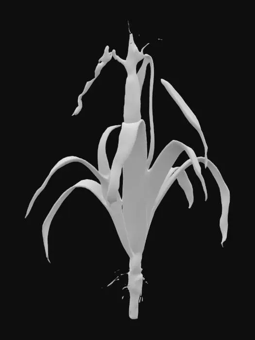 3D model for Createdead or withered corn plant  The stalks should be thin, brittle, and leaning or drooping. Leaves are dry, shriveled, and curled, hanging limp from the stem. The color should be a mix of faded yellow, brown, and grey tones, with some blackened tips indicating decay. Roots are partially exposed. No green or healthy foliage should be visible