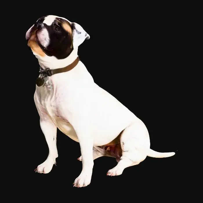 3D model for Dog Sitting on Wooden Floor