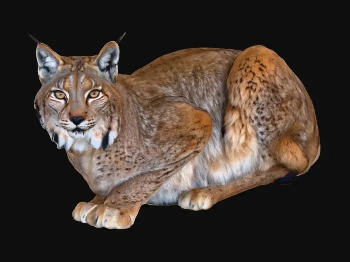 3D model for Lynx in Snow