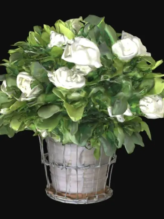 3D model for Potted Gardenia 