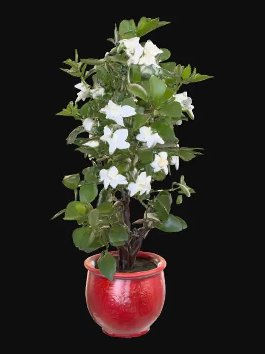 3D model for Jasmin in a Red ceramic pot 