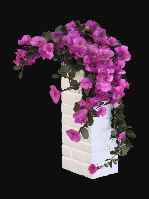 3D model for A bougainvillea on a white-washed stone wall