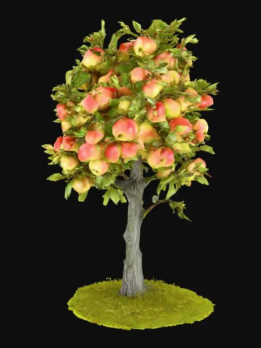 3D model for A highly realistic small apple tree