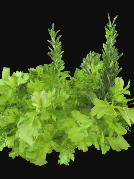 3D model for Parsley, sage, rosemary and thyme...