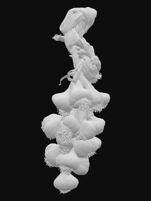 3D model for Braided Garlic Display, #food#