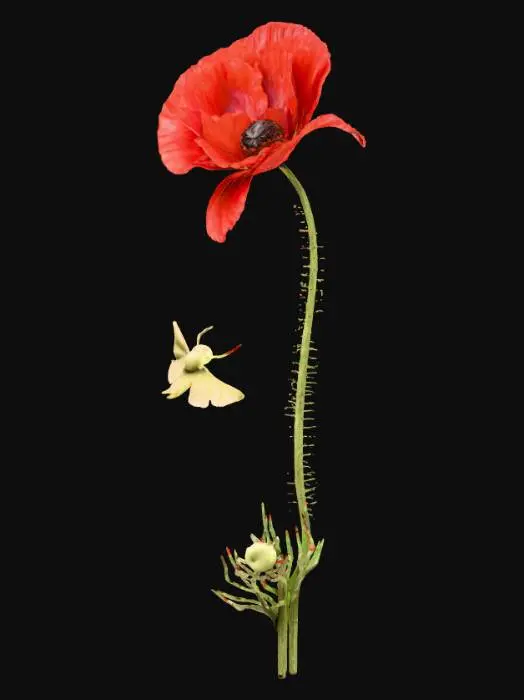 3D model for Poppy and Moth Illustration