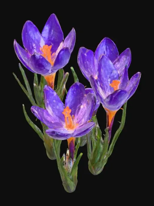 3D model for Raindrop Blossoms