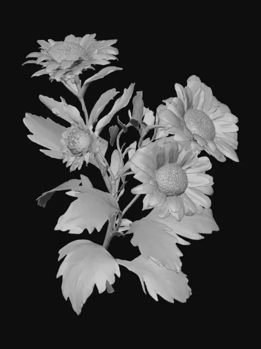 3D model for Aster Elegance