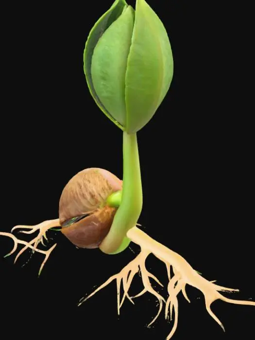 3D model for Sprout Awakening