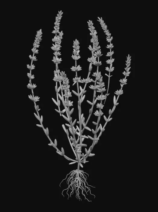 3D model for Micromeria Acropolitana