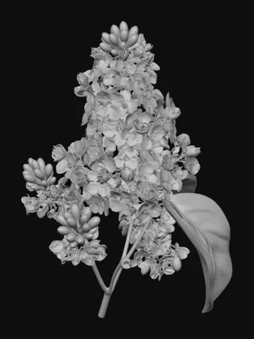 3D model for Lilac Syringa First Emotions of Love