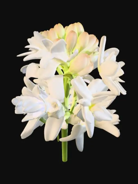 3D model for White Tuberose Bloom
