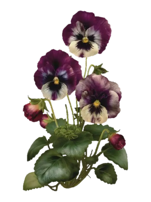 Velvet Pansies in Sepia Light, #EasterEgg2026# - Art 的 AI 生成 3D 模型