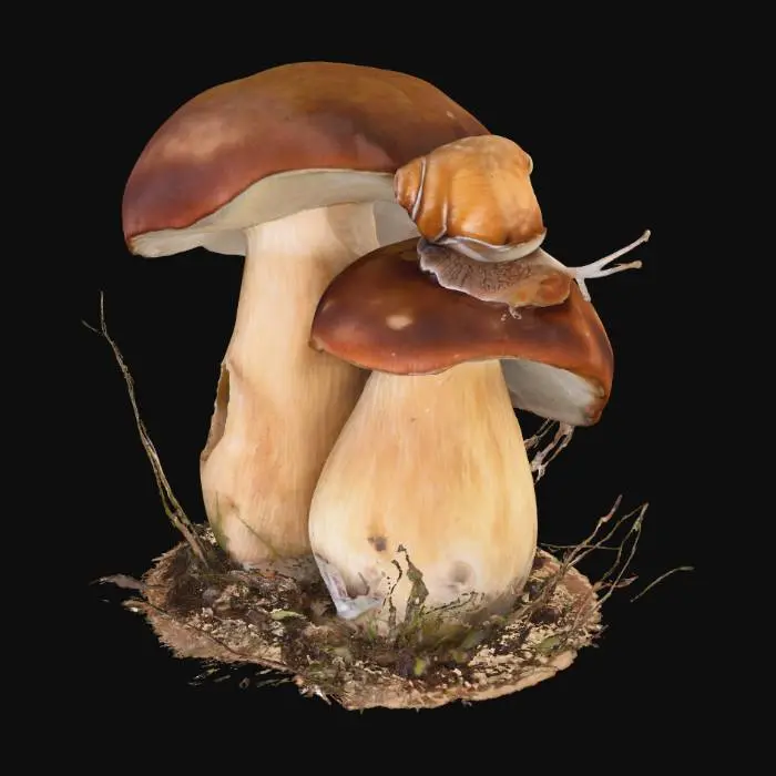 3D model for Snail's Journey