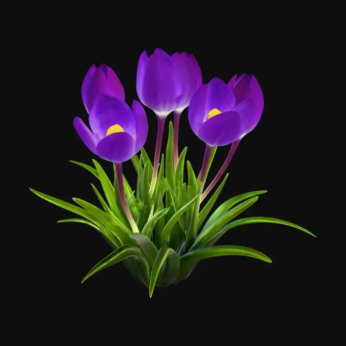 3D model for Purple Crocuses in Snow