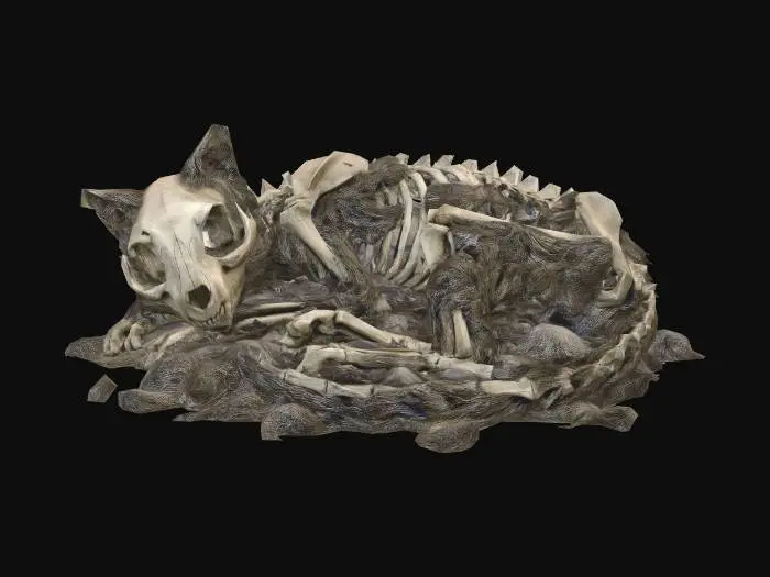 3D model for Spiral of Bones