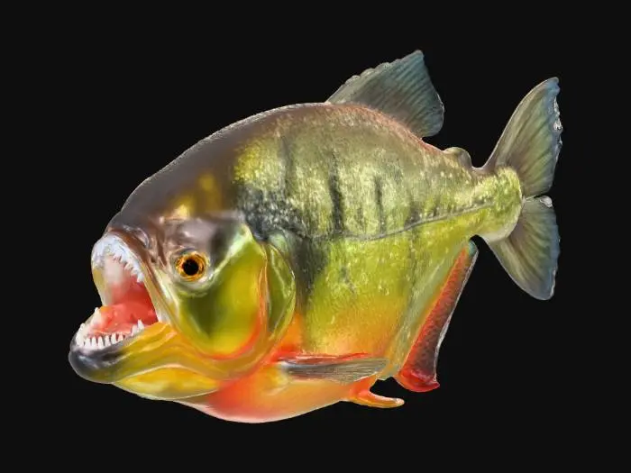 3D model for Golden Piranha