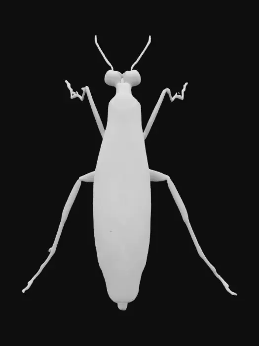 3D model for A smooth and simplified model of a water strider bug 