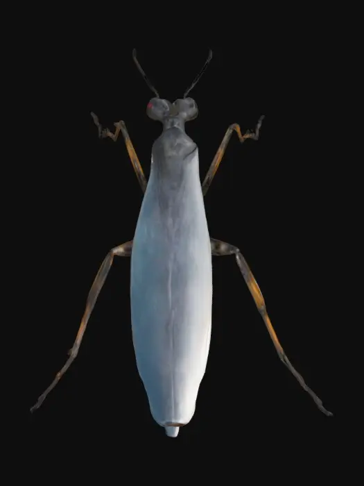 3D model for A smooth and simplified model of a water strider bug 