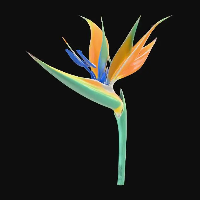 3D model for flower