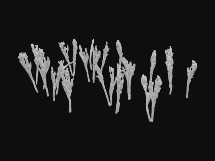 3D model for Feild of Wheat 