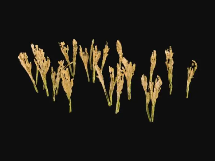 3D model for Feild of Wheat 
