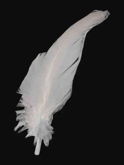 3D model for A feather